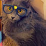 cat, gray_cat, glasses, digital_filter, pet, feline, indoor, carpet, furniture, closeup, cute, animal, whiskers, ears, eyes, portrait, cozy, fluffy, domestic_cat, looking