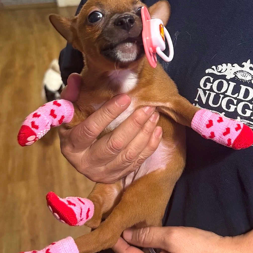 Baby Lou joined the competition — help win amazing prizes! accessory, adorable, chihuahua, close_up, cute, hardwood_floor, heart_pattern, holding, human_hand, indoor, large_eyes, logo_text, muzzle, pacifier, paws, pet_socks, pink_socks, puppy, small_dog, tshirt