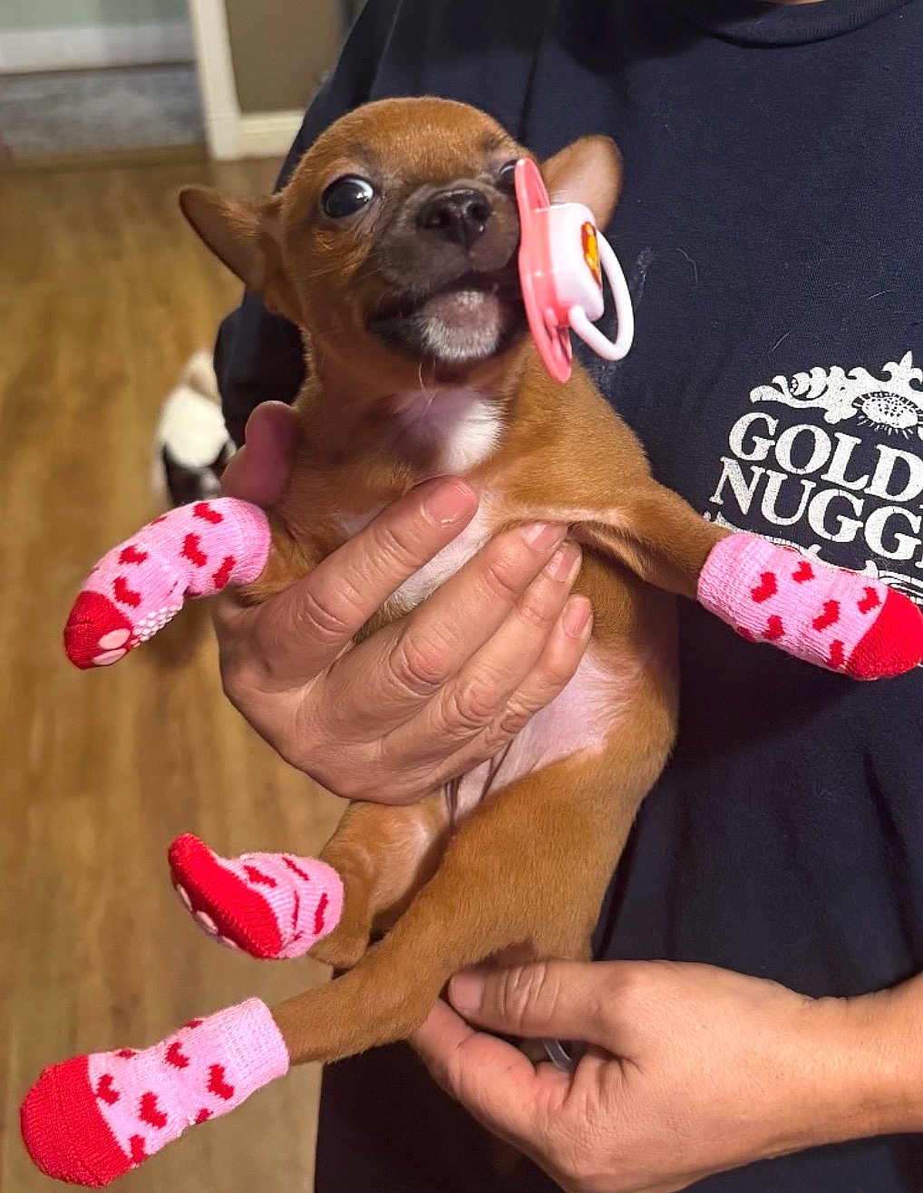 Baby Lou joined the competition — help win amazing prizes! puppy, small_dog, chihuahua, pacifier, pink_socks, heart_pattern, pet_socks, human_hand, holding, indoor, hardwood_floor, tshirt, logo_text, cute, close_up, large_eyes, muzzle, paws, accessory, adorable
