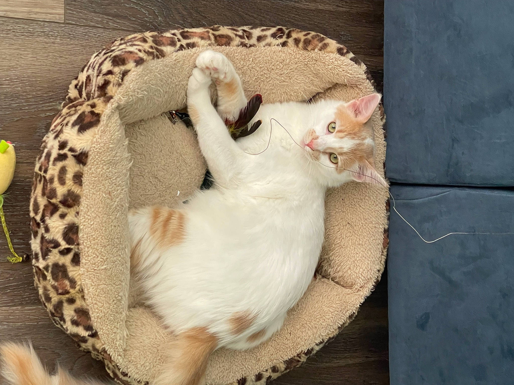 Van joined the competition — help win amazing prizes! basket, carnivore, cat, cat_bed, cat_supply, claw, comfort, domestic_short_haired_cat, fawn, felidae, fur, linens, nap, paw, sleep, small_to_medium_sized_cats, snout, tail, terrestrial_animal, whiskers