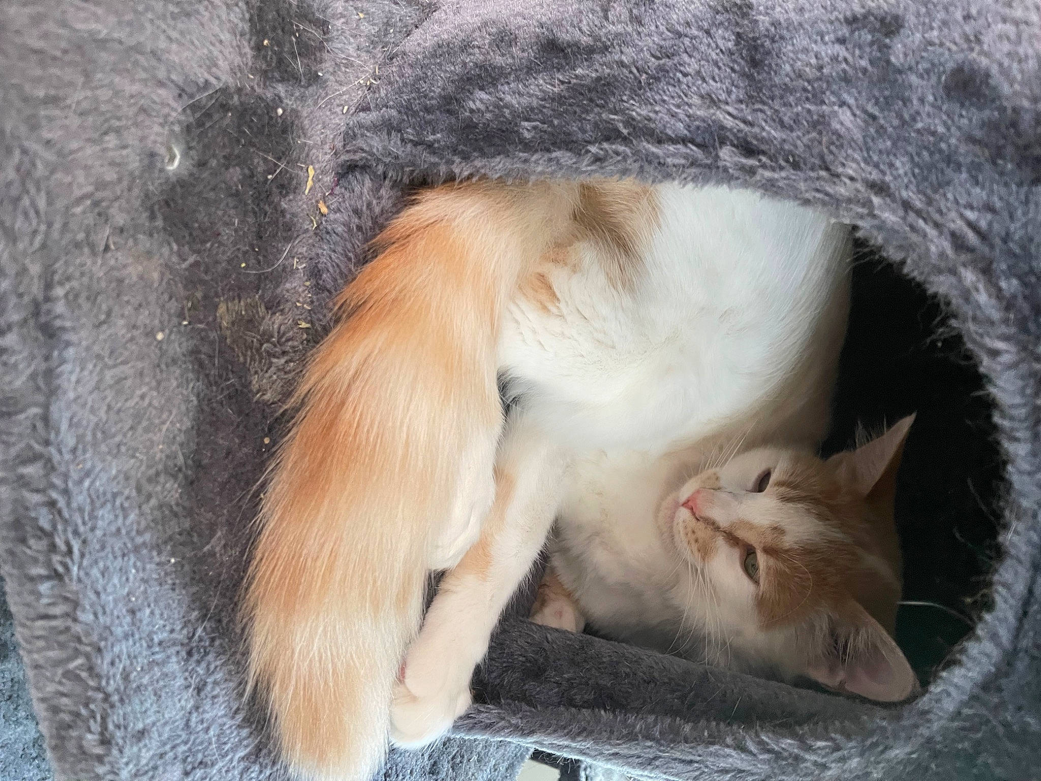 Van joined the competition — help win amazing prizes! carnivore, cat, claw, comfort, domestic_short_haired_cat, fawn, felidae, fur, nap, paw, small_to_medium_sized_cats, snout, tail, whiskers