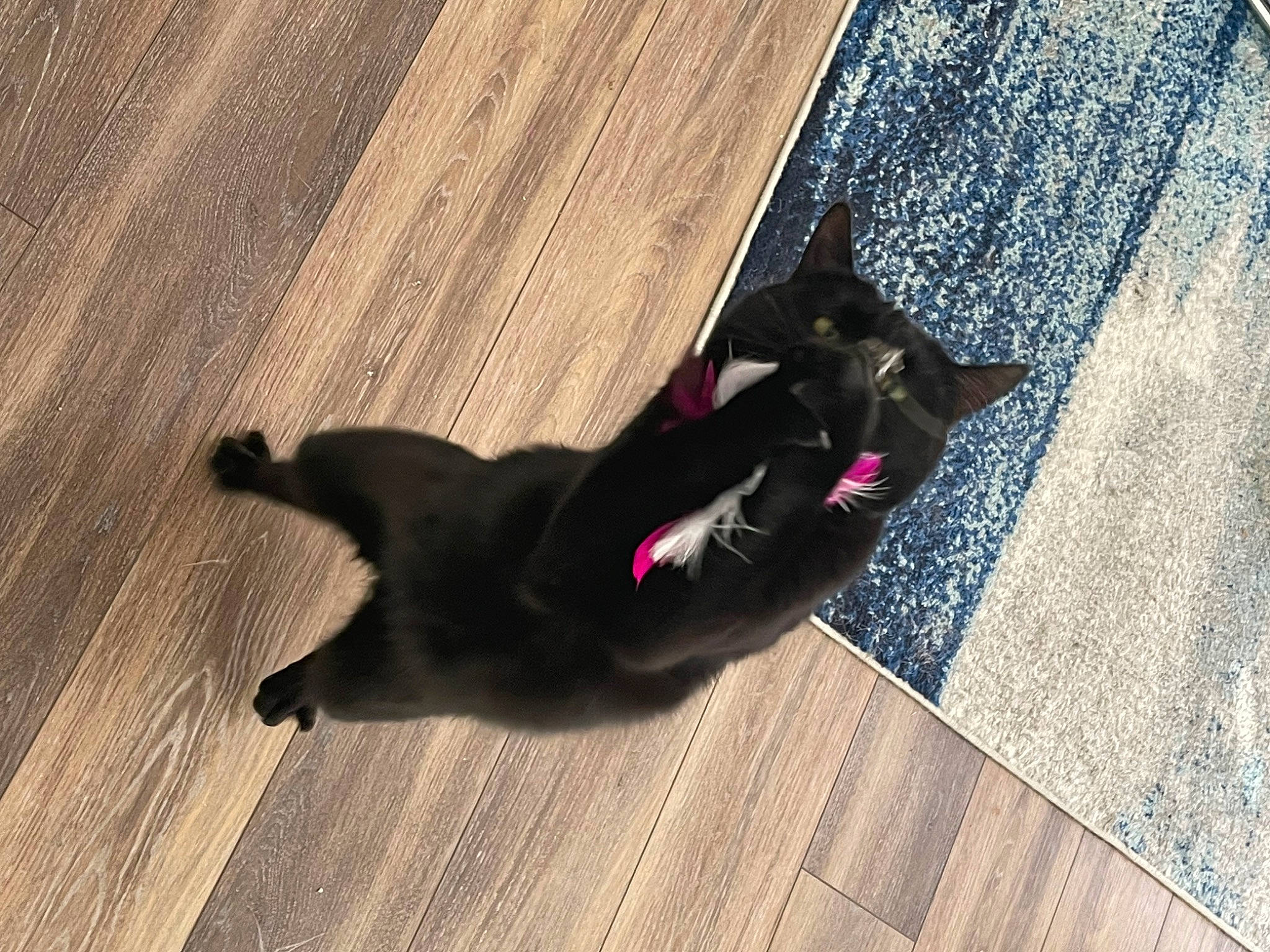 Freddie joined the competition — help win amazing prizes! black_cat, carnivore, cat, companion_dog, dog_breed, domestic_short_haired_cat, felidae, floor, flooring, fur, hardwood, laminate_flooring, shadow, small_to_medium_sized_cats, tail, tints_and_shades, whiskers, wood, wood_flooring, wood_stain