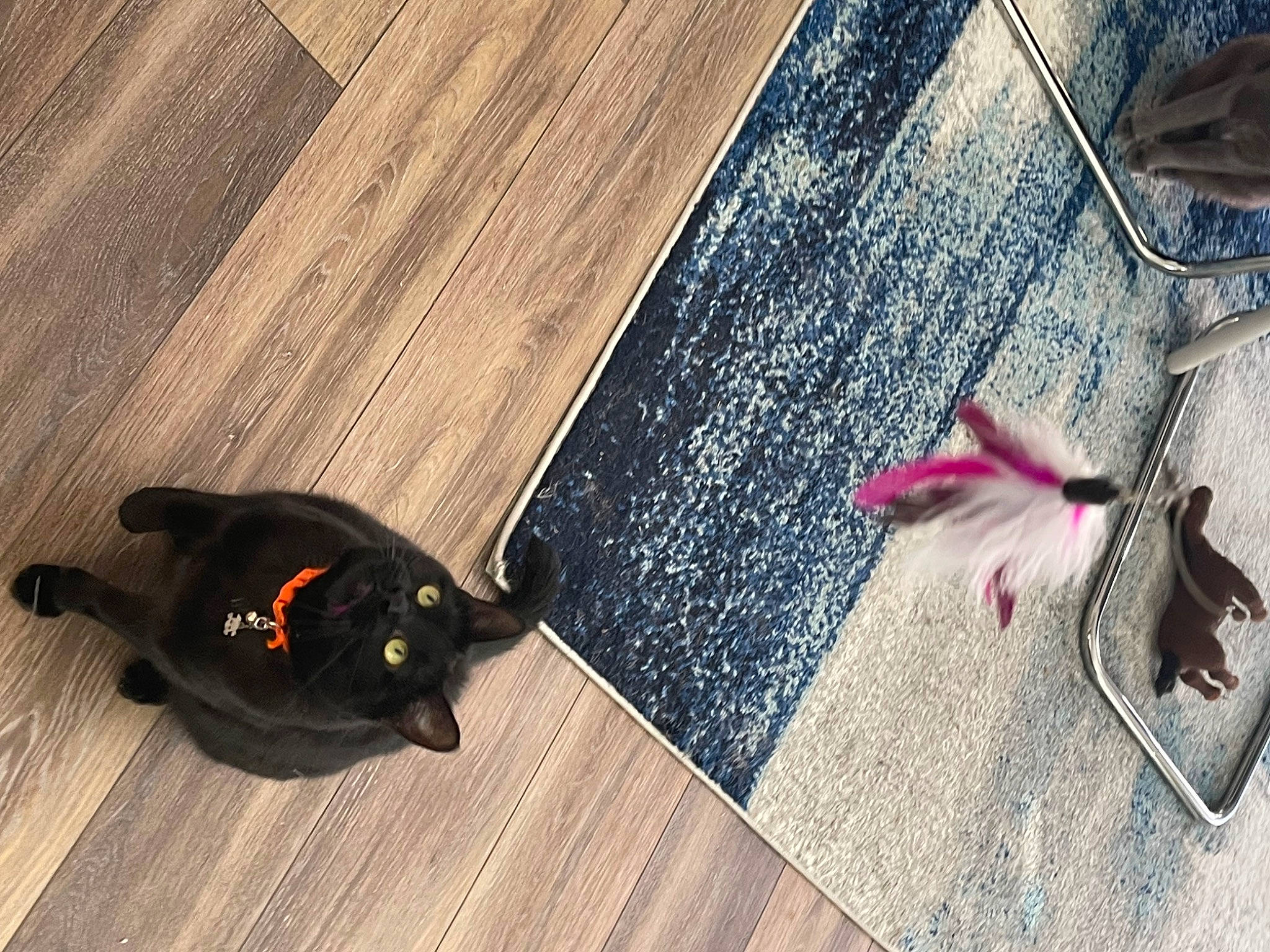 Freddie joined the competition — help win amazing prizes! asphalt, carmine, carnivore, companion_dog, concrete, denim, dog, dog_breed, fashion_accessory, fawn, felidae, floor, flooring, grey, hardwood, road_surface, shadow, tail, wood, wood_stain