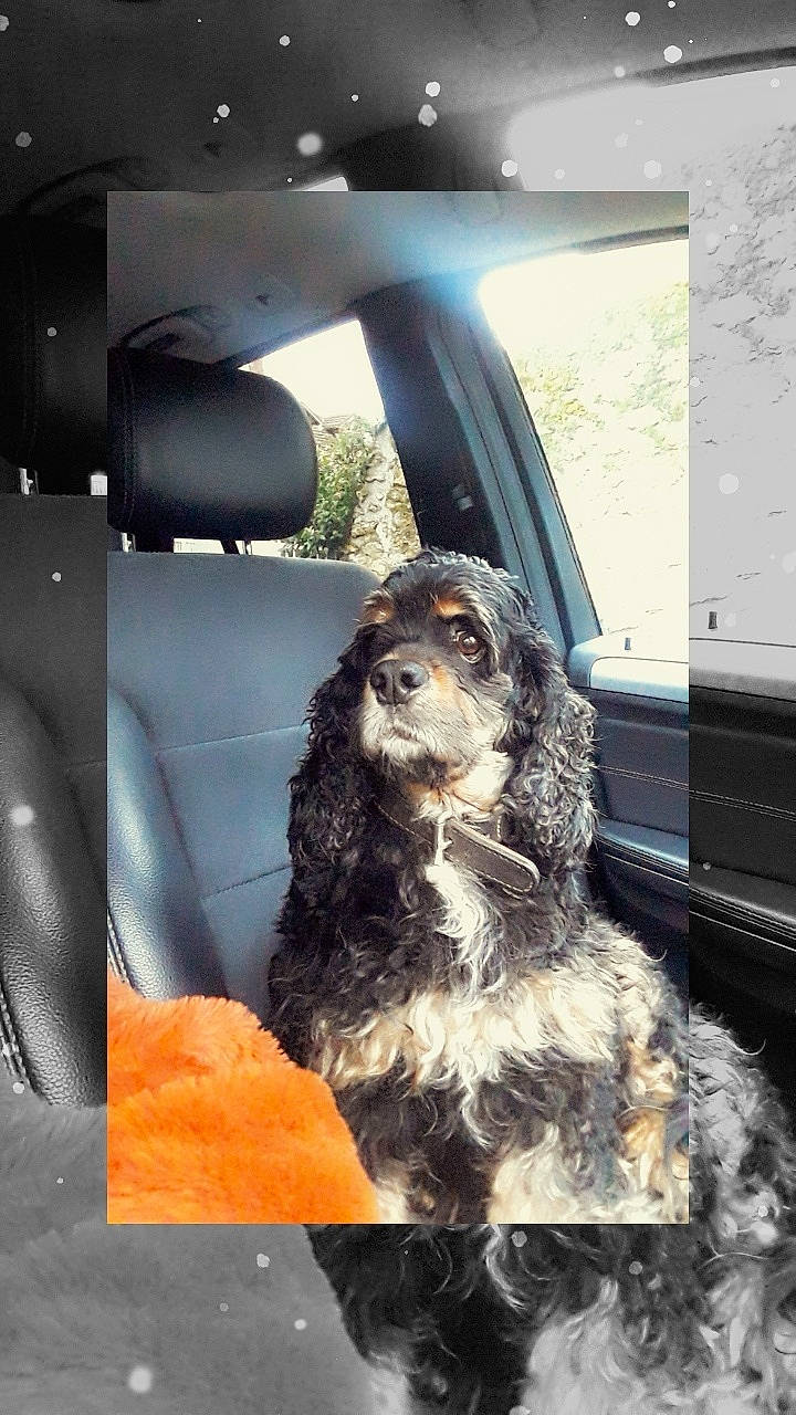 Emile participe au concours pour gagner de l'argent avec cette photo : american_cocker_spaniel, boykin_spaniel, canidae, carnivore, cocker_spaniel, companion_dog, dog, dog_breed, english_cocker_spaniel, russian_spaniel, snout, spaniel, sporting_group