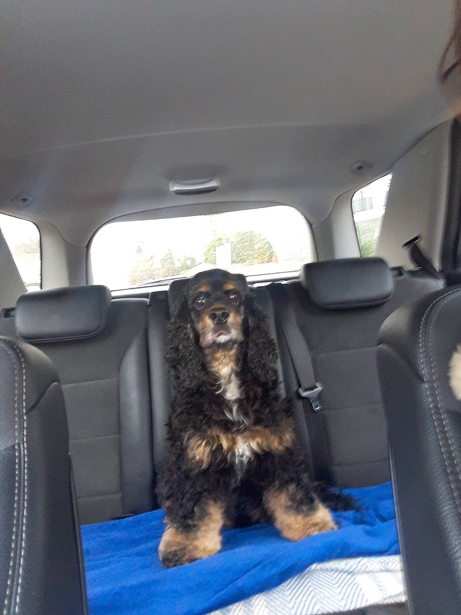 Emile participe au concours pour gagner de l'argent avec cette photo : canidae, car, car_seat, car_seat_cover, carnivore, companion_dog, dog, dog_breed, spaniel, sporting_group, vehicle