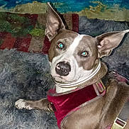 Spankie joined the competition — help win amazing prizes! dog, pet, indoor, harness, collar, fur, ears, paw, blue_eyes, carpet, fluffy, resting, canine, domestic_animal, animal, portrait, colorful_background, wall_art, relaxed, looking_at_camera