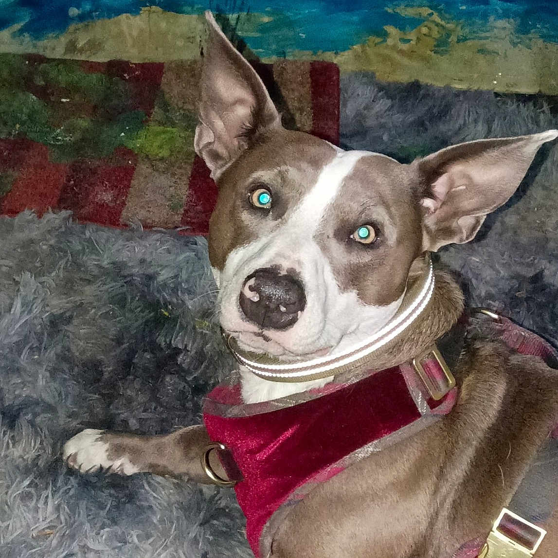 Spankie joined the competition — help win amazing prizes! animal, blue_eyes, canine, carpet, collar, colorful_background, dog, domestic_animal, ears, fluffy, fur, harness, indoor, looking_at_camera, paw, pet, portrait, relaxed, resting, wall_art