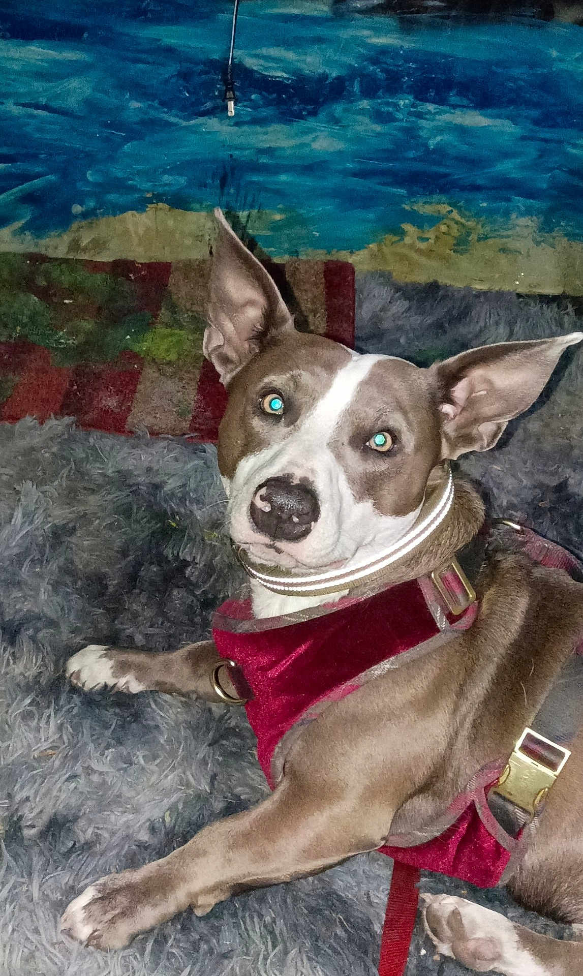 Spankie joined the competition — help win amazing prizes! dog, pet, indoor, harness, collar, fur, ears, paw, blue_eyes, carpet, fluffy, resting, canine, domestic_animal, animal, portrait, colorful_background, wall_art, relaxed, looking_at_camera