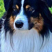 Harley joined the competition — help win amazing prizes! dog, close_up, outdoor, grass, fluffy, black, white, tan, portrait, animal, pet, canine, fur, nature, mammal, head, face, eyes, nose, ears