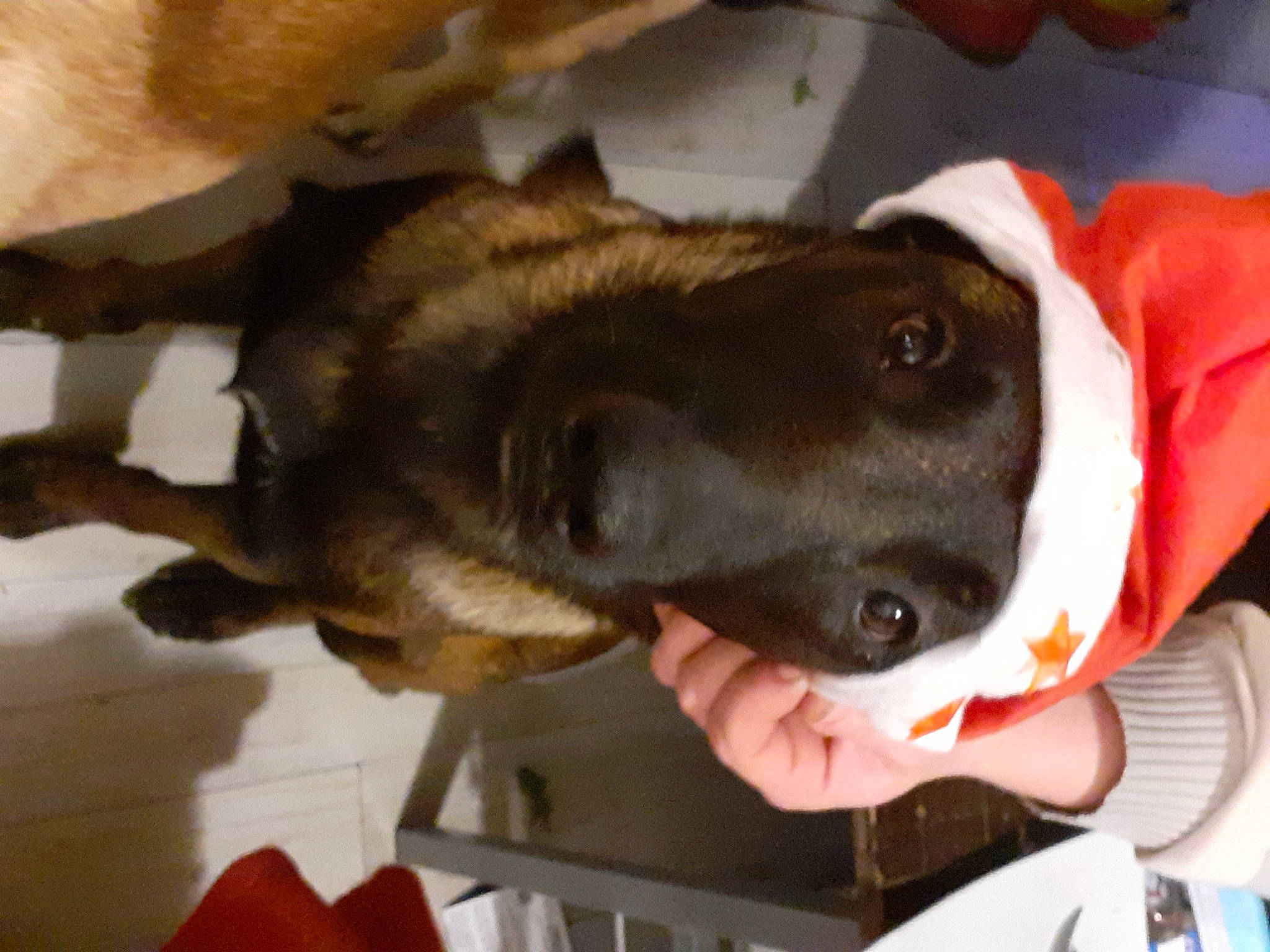 Gypsie participe au concours pour gagner de l'argent avec cette photo : canidae, carnivore, claw, collar, comfort, companion_dog, dog, dog_breed, ear, fawn, fur, gesture, liver, snout, sporting_group, tail, whiskers, working_animal