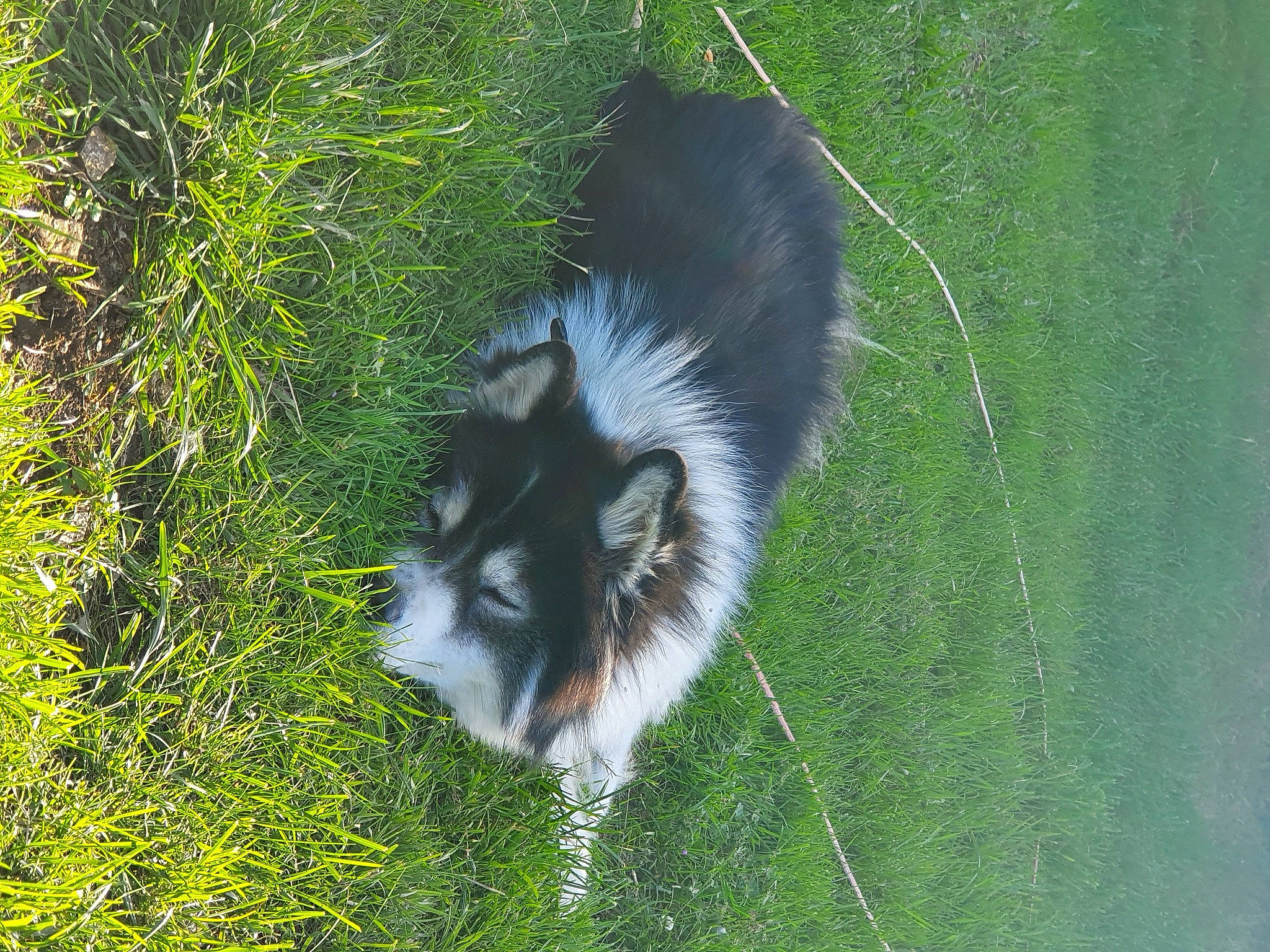 Kazuki a rejoint le concours — aidez-le/la à gagner de superbes lots ! canidae, carnivore, dog, dog_breed, finnish_lapphund, grass, plant, siberian_husky, tail, whiskers