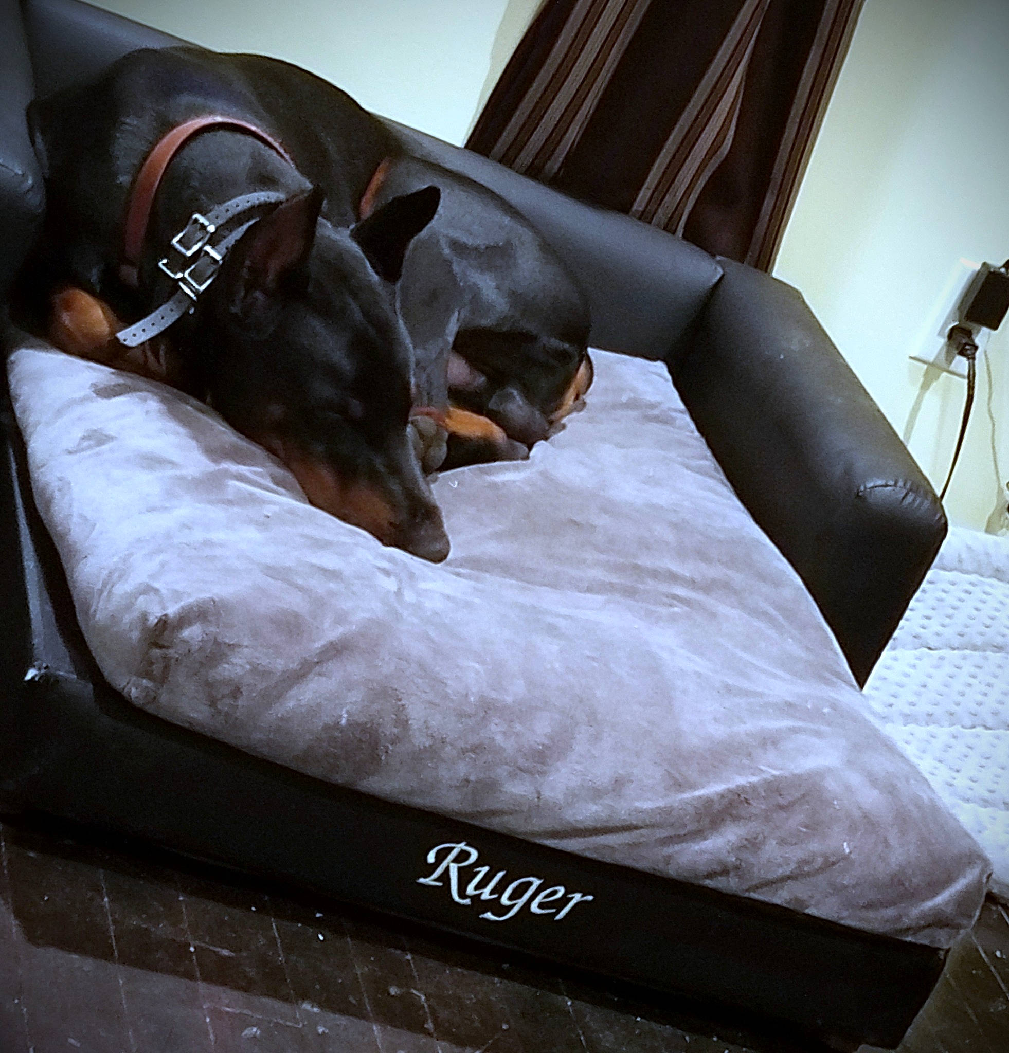 Ruger joined the competition — help win amazing prizes! armrest, canidae, carnivore, comfort, companion_dog, couch, curtain, dog, dog_breed, dog_supply, flooring, fur, linens, paw, pet_supply, sitting, sporting_group, toy_dog, working_animal, working_dog