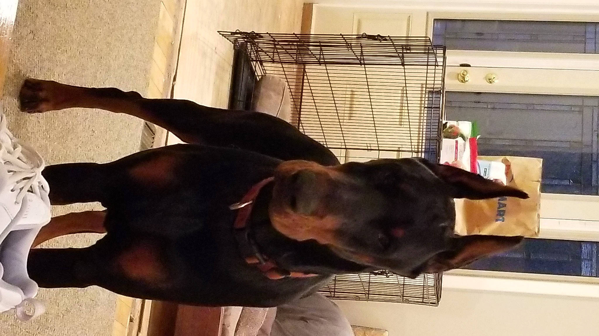 Ruger is registered to the contest to win money with this photo: canidae, carnivore, collar, comfort, companion_dog, dog, dog_breed, dog_collar, dog_supply, fawn, liver, mammal, pet_supply, snout, sporting_group, tail, tints_and_shades, vertebrate, wood, working_animal