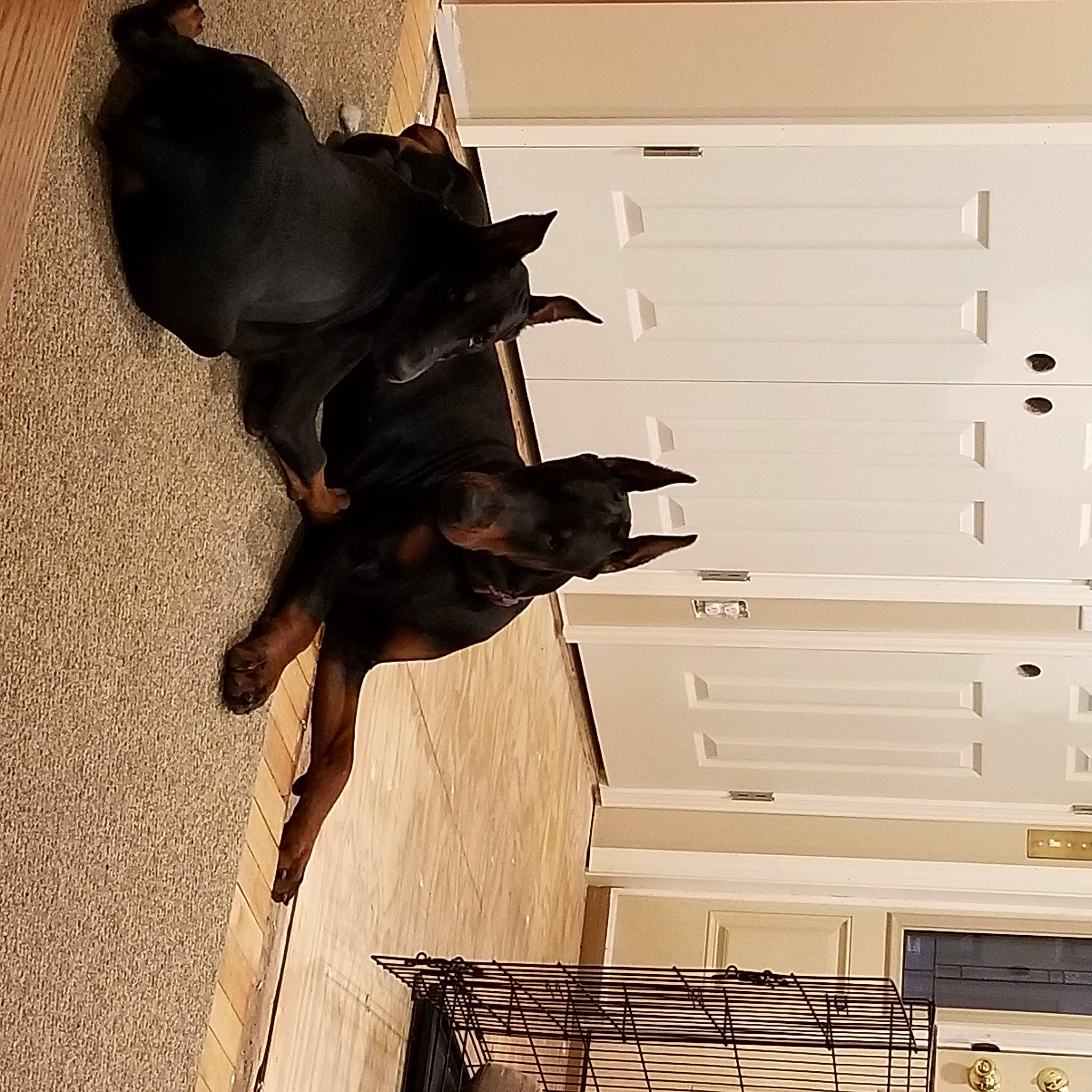 Ruger is registered to the contest to win money with this photo: cabinetry, carnivore, dog, dog_breed, drawer, fawn, felidae, floor, flooring, hardwood, liver, pet_supply, small_to_medium_sized_cats, snout, tail, tints_and_shades, tree, window, wood, working_animal