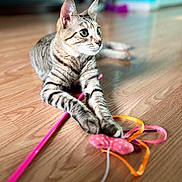 Coco joined the competition — help win amazing prizes! animal, cat, closeup, curious, domestic, ears, feline, focus, indoor, paws, pet, pink_mouse, playful, relaxed, ribbons, striped, tabby, toy, whiskers, wooden_floor
