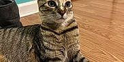 Coco joined the competition — help win amazing prizes! alert, animal, cat, close_up, curious, domestic, door, ears_up, feline, flooring, fur, indoor, lying_down, paws, pet, striped, tabby, wall, whiskers, wooden_floor