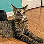 alert, animal, cat, close_up, curious, domestic, door, ears_up, feline, flooring, fur, indoor, lying_down, paws, pet, striped, tabby, wall, whiskers, wooden_floor