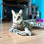 Coco joined the competition — help win amazing prizes! alert, animal, blue_wall, cat, cat_tree, cute, domestic, ears, feline, fur, household, indoor, laying, looking, paws, pet, relaxed, tabby, whiskers, wooden_floor