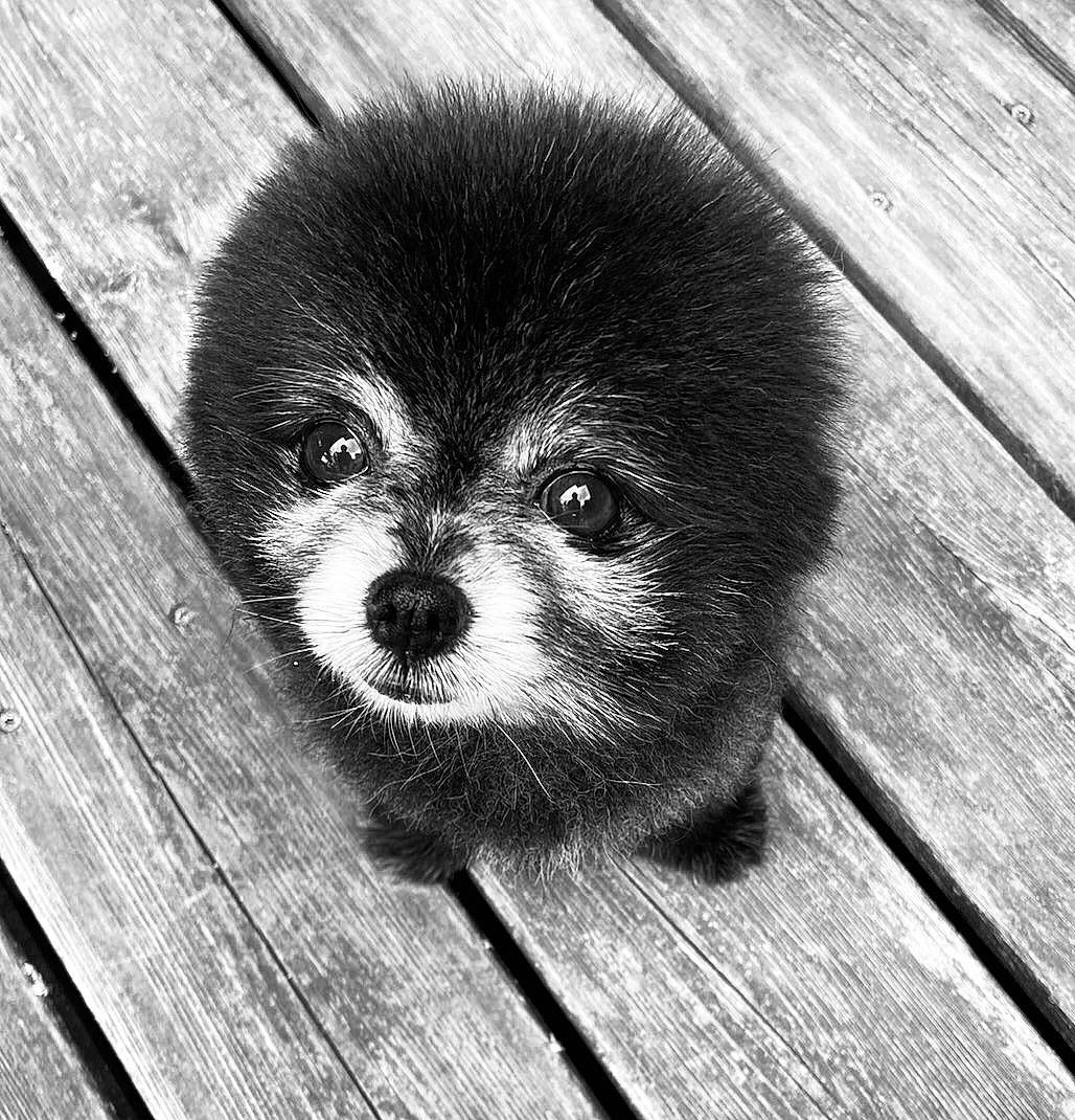 Louloutte a rejoint le concours — aidez-le/la à gagner de superbes lots ! canidae, carnivore, close_up, companion_dog, dog, dog_breed, fawn, fur, grey, hardwood, monochrome, monochrome_photography, plank, snout, sporting_group, terrestrial_animal, toy_dog, whiskers, wood, working_animal