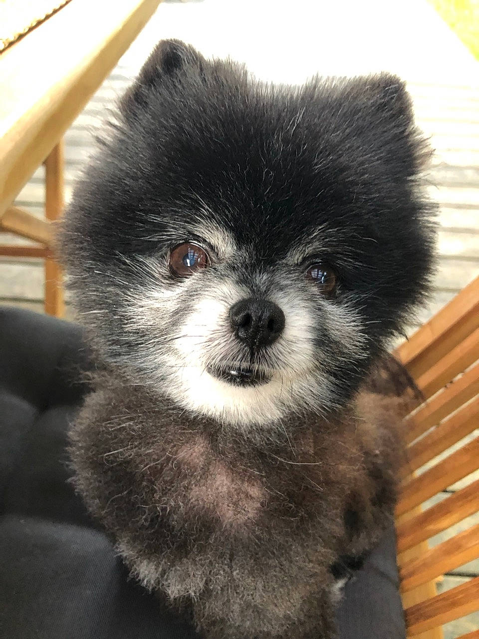 Louloutte a rejoint le concours — aidez-le/la à gagner de superbes lots ! ancient_dog_breeds, canidae, carnivore, companion_dog, dog, dog_breed, fur, non_sporting_group, puppy, snout, sporting_group, terrestrial_animal, toy_dog, whiskers, wildlife, working_animal