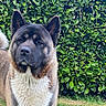 Uta participe au concours pour gagner de l'argent avec cette photo : akita, alert, animal, canine, companion, dog, domestic, ears, fur, grass, greenery, hedge, mammal, nature, outdoor, pet, portrait, standing, tail, watchful