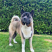 Uta a rejoint le concours — aidez-le/la à gagner de superbes lots ! akita, alert, animal, canine, companion, cute, dog, domestic, fluffy, fur, grass, greenery, hedge, loyal, mammal, nature, outdoor, pet, portrait, standing