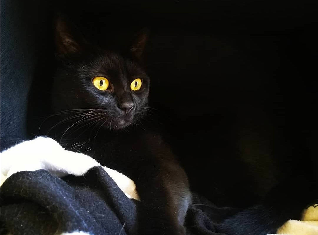 Fury participe au concours pour gagner de l'argent avec cette photo : asian, black, black_cat, bombay, burmese, carnivore, cat, domestic_short_haired_cat, eye, felidae, mammal, small_to_medium_sized_cats, snout, whiskers