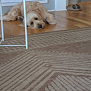 Cooper joined the competition — help win amazing prizes! dog, indoor, wooden_floor, rug, cabinet, dvd, slippers, chair, relaxed, pet, home, floor, furniture, light, resting, cozy, living_room, animal, white, calm