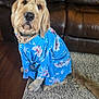 dog, canine, pet, indoor, blue_shirt, hawaiian_shirt, fluffy, brown_leather_couch, rug, wood_floor, sitting, portrait, looking_up, long_hair, domestic_animal, cute, animal_clothing, household, living_room, collar