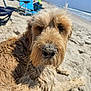 dog, beach, sand, sunny, ocean, waves, blue_chair, fluffy, relaxed, outdoor, pet, canine, daytime, nature, coast, summer, animal, fur, snout, vacation