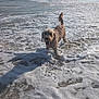 dog, beach, ocean, waves, water, foam, sunlight, shadow, wet, sand, outdoor, animal, pet, playful, daytime, sky, coast, shore, canine, nature