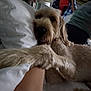 dog, person, child, bed, pillow, lamp, indoor, furniture, blanket, arm, fur, resting, casual, home, comfort, blurred_background, clothing, orange_shirt, blue_jacket, light