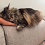 cat, tabby_cat, fluffy, resting, couch, beige_couch, indoor, hand, pet, sleepy, fur, close_up, relaxing, cozy, domestic_animal, feline, whiskers, green_eyes, paw, comfort