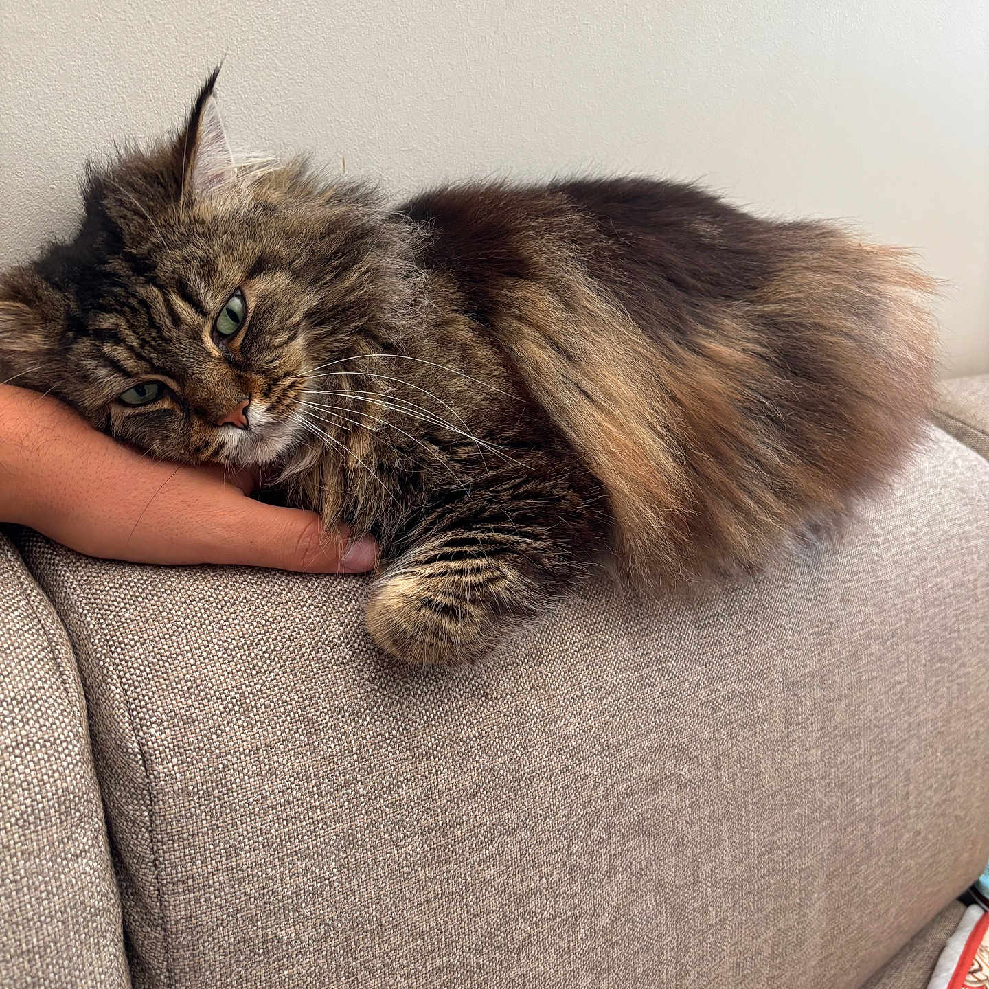 Aoo a rejoint le concours — aidez-le/la à gagner de superbes lots ! beige_couch, cat, close_up, comfort, couch, cozy, domestic_animal, feline, fluffy, fur, green_eyes, hand, indoor, paw, pet, relaxing, resting, sleepy, tabby_cat, whiskers