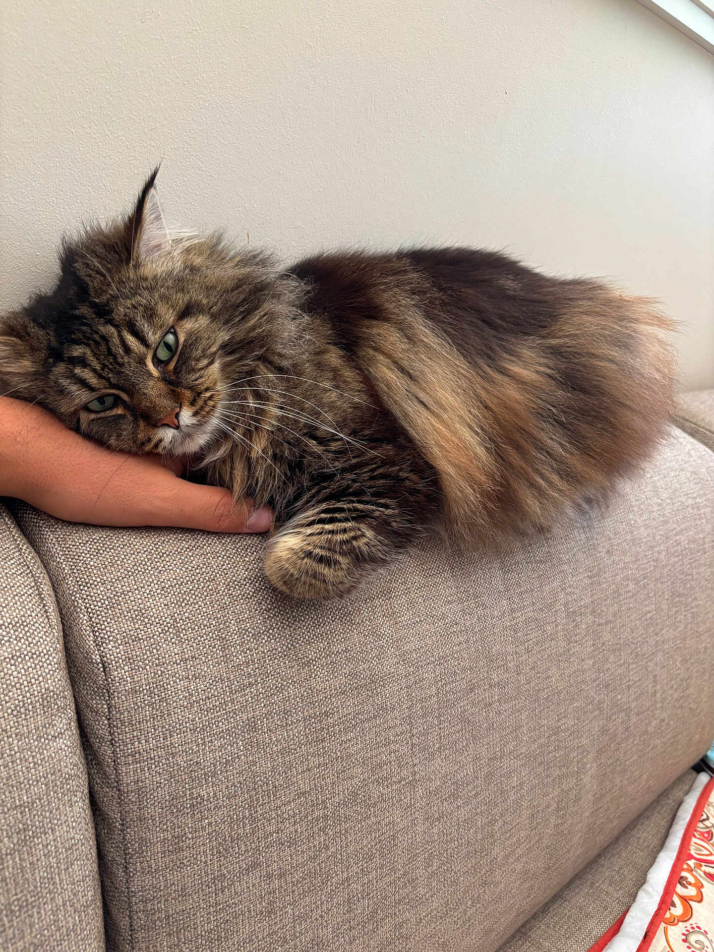 Aoo a rejoint le concours — aidez-le/la à gagner de superbes lots ! cat, tabby_cat, fluffy, resting, couch, beige_couch, indoor, hand, pet, sleepy, fur, close_up, relaxing, cozy, domestic_animal, feline, whiskers, green_eyes, paw, comfort