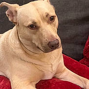 Mario is registered to the contest to win money with this photo: animal, canine, closeup, comfort, couch, dog, domestic_animal, ears, fur, household, indoor, light_fur, mammal, paw, pet, portrait, red_cushion, relaxed, resting, snout