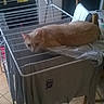 cat, ginger_cat, drying_rack, clothes, indoor, houseplant, table, chair, floor_tiles, window, household, domestic, pet, feline, relaxed, resting, curious, home_interior, laundry, casual