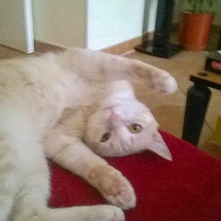 Tigresse participe au concours pour gagner de l'argent avec cette photo : cat, indoor, red_surface, stretching, relaxed, pet, animal, home, furniture, plant, curious, light_brown, whiskers, floor, cozy, domestic, cute, lying_down, paws, looking