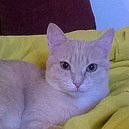Tigresse a rejoint le concours — aidez-le/la à gagner de superbes lots ! cat, cream_colored, yellow_blanket, maroon_pillow, blue_wall, indoor, pet, feline, relaxed, lying_down, cute, animal, fur, whiskers, ears, eyes, domestic_cat, cozy, soft, resting