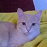 cat, cream_colored, yellow_blanket, maroon_pillow, blue_wall, indoor, pet, feline, relaxed, lying_down, cute, animal, fur, whiskers, ears, eyes, domestic_cat, cozy, soft, resting