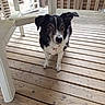 dog, black_and_white, wooden_deck, outdoor, pet, canine, animal, table, fence, tree, collar, curious, standing, ears_up, floor, wood, nature, daylight, looking_up, domestic_animal