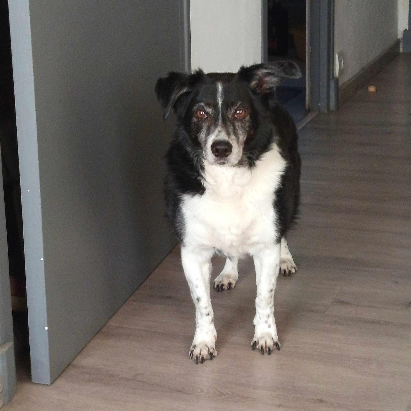 Lola