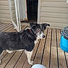 dog, black_and_white, canine, pet, wooden_deck, outdoor, door, open_door, curtain, chair, blue_bucket, fur, animal, looking_back, domestic_animal, daylight, floor, porch, collar, alert