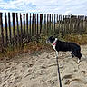 Lola participe au concours pour gagner de l'argent avec cette photo : dog, leash, sand, paw_prints, wooden_fence, grass, outdoor, sky, clouds, nature, animal, pet, walking, rural, daytime, canine, landscape, field, fence, scenery