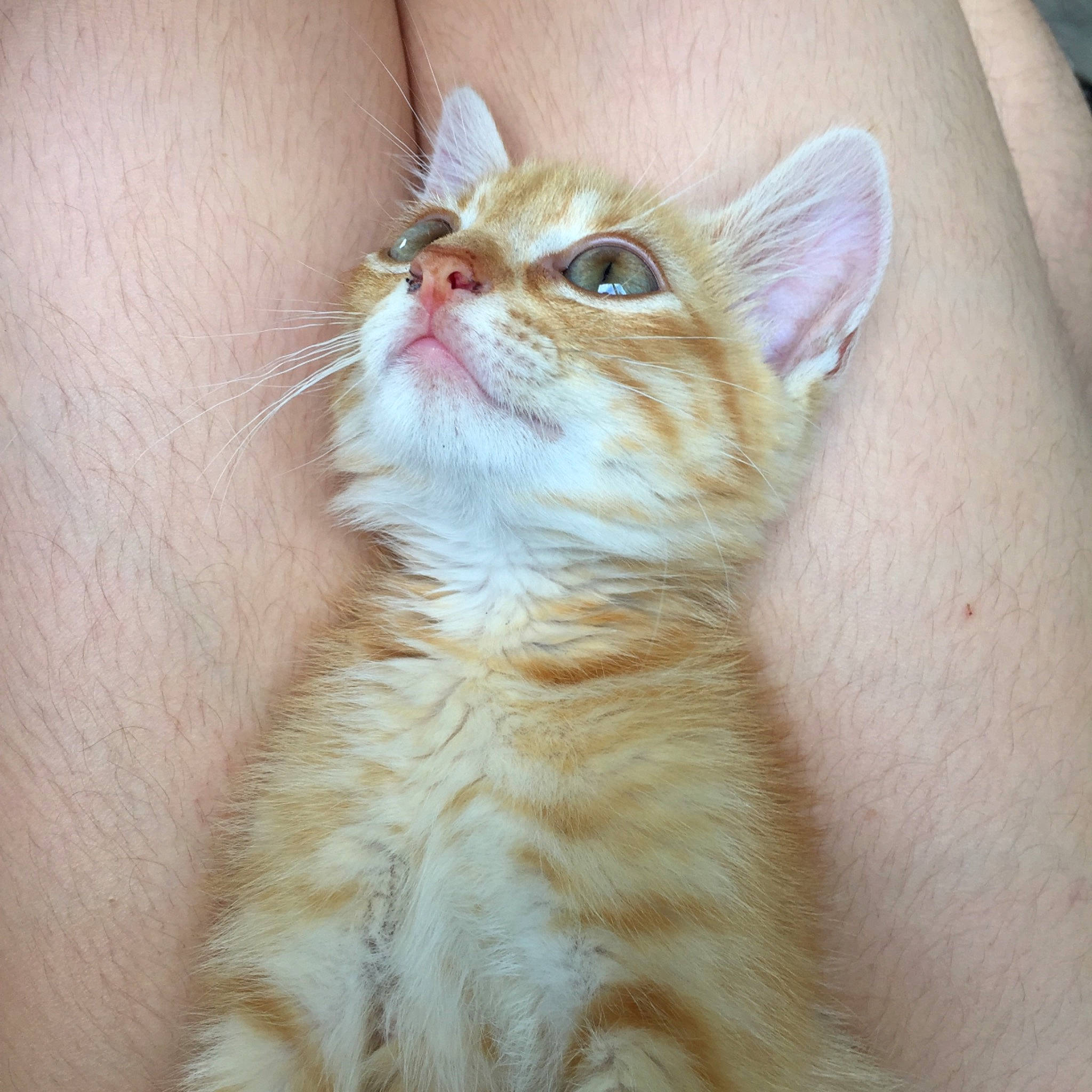 Elton participe au concours pour gagner de l'argent avec cette photo : aegean_cat, american_curl, arabian_mau, asian, australian_mist, carnivore, cat, european_shorthair, eye, fawn, felidae, fur, german_rex, kitten, mammal, small_to_medium_sized_cats, snout, tabby_cat, turkish_van, whiskers