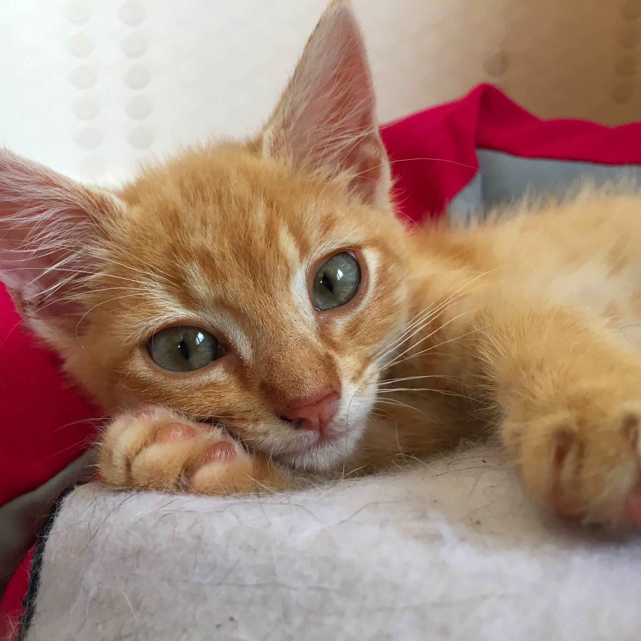 Elton participe au concours pour gagner de l'argent avec cette photo : arabian_mau, asian, australian_mist, carnivore, cat, domestic_short_haired_cat, european_shorthair, eye, fawn, felidae, german_rex, kitten, mammal, skin, small_to_medium_sized_cats, snout, somali, tabby_cat, vertebrate, whiskers