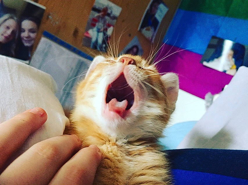 Elton participe au concours pour gagner de l'argent avec cette photo : aegean_cat, asian, carnivore, cat, ear, european_shorthair, eye, facial_expression, felidae, fur, hand, jaw, kitten, mouth, nose, organ, small_to_medium_sized_cats, snapshot, whiskers, yawn