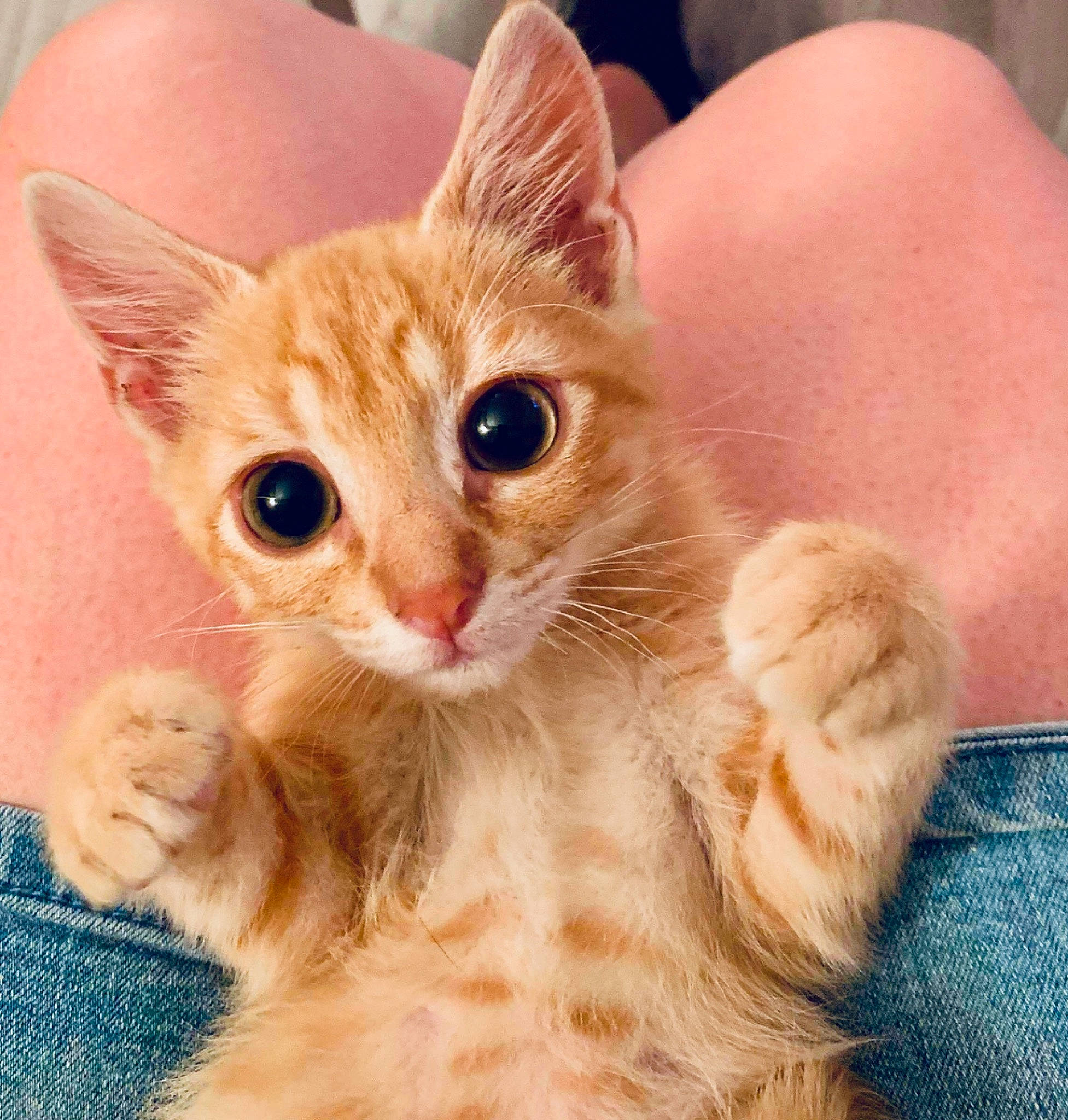 Elton participe au concours pour gagner de l'argent avec cette photo : aegean_cat, arabian_mau, asian, australian_mist, carnivore, cat, domestic_short_haired_cat, european_shorthair, fawn, felidae, german_rex, kitten, mammal, munchkin, polydactyl_cat, small_to_medium_sized_cats, snout, tabby_cat, vertebrate, whiskers