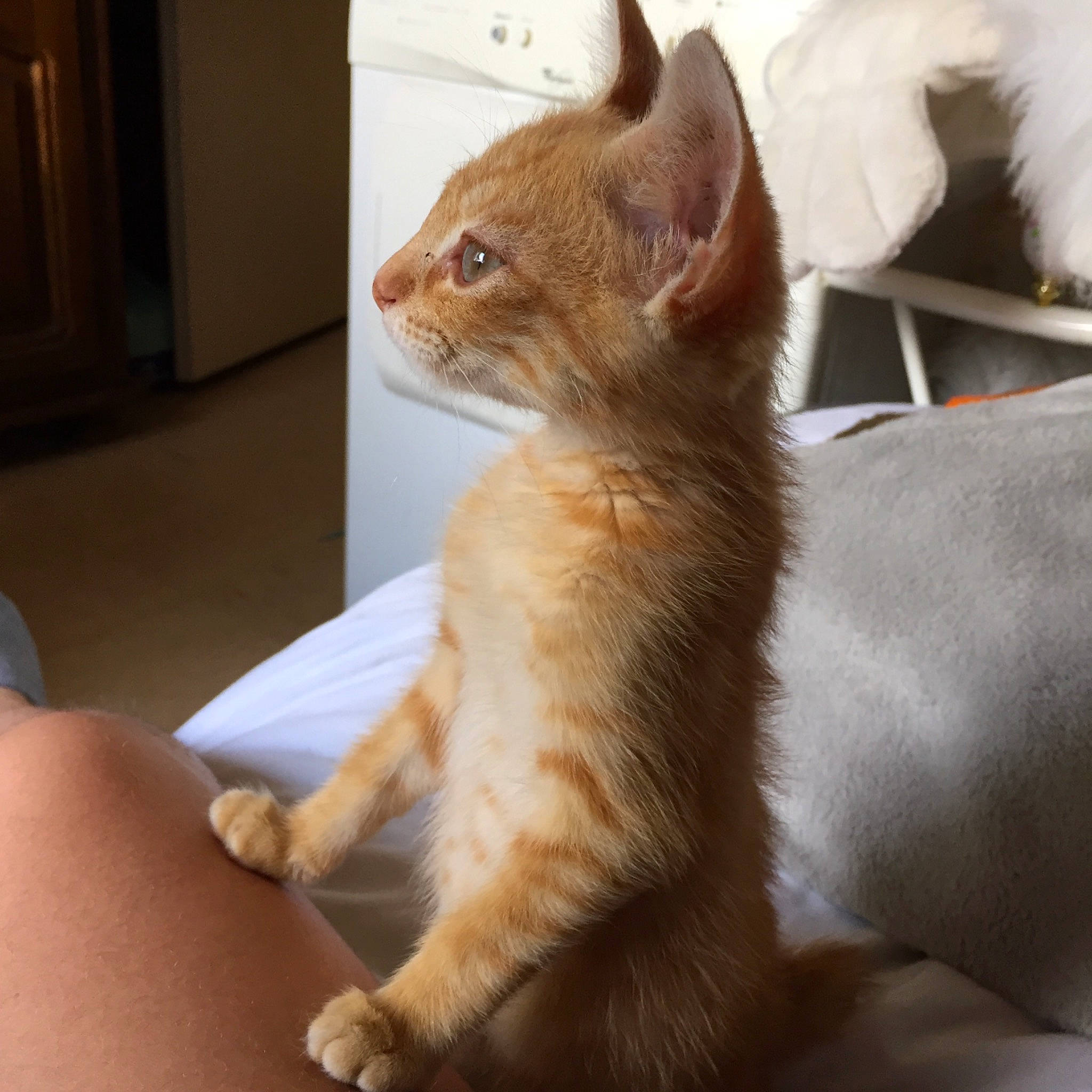 Elton a rejoint le concours — aidez-le/la à gagner de superbes lots ! aegean_cat, arabian_mau, asian, carnivore, cat, domestic_short_haired_cat, fawn, felidae, german_rex, kitten, mammal, oriental_longhair, polydactyl_cat, small_to_medium_sized_cats, somali, vertebrate, whiskers