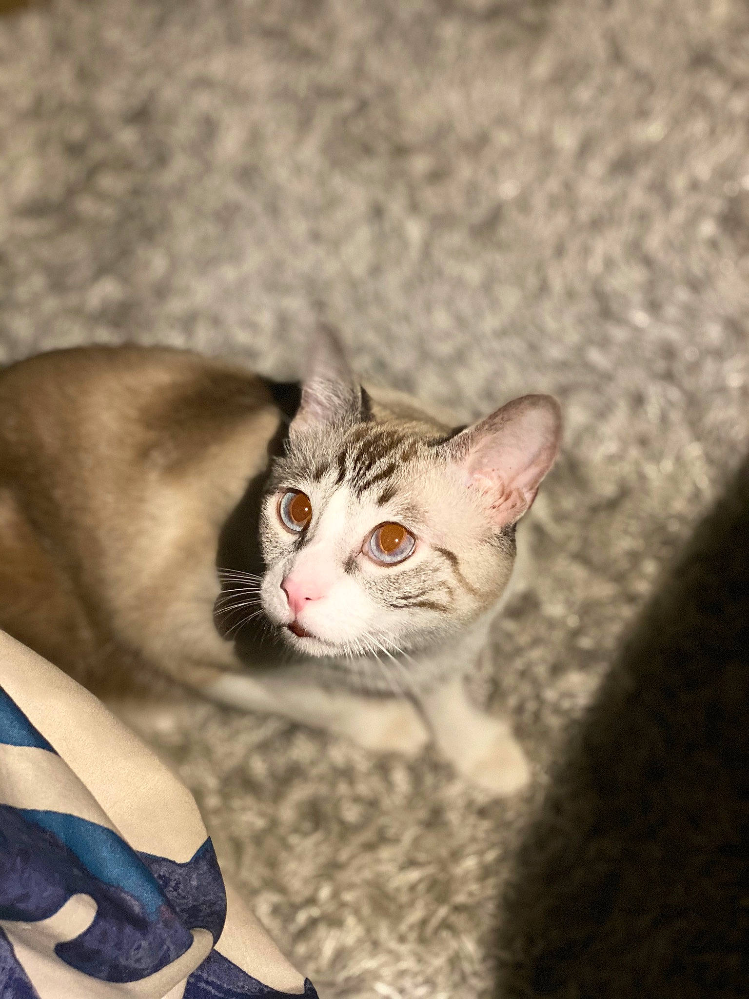 Ollie joined the competition — help win amazing prizes! carnivore, cat, domestic_short_haired_cat, eye, fawn, felidae, fur, grass, iris, paw, photo_caption, sitting, small_to_medium_sized_cats, snout, tail, terrestrial_animal, tree, whiskers, wildlife